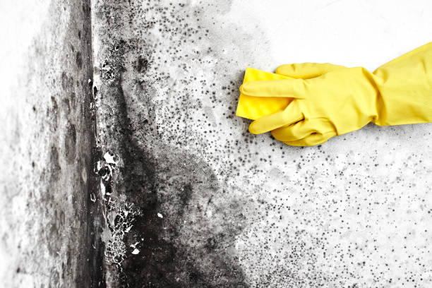 Henderson, KY Mold Removal Company