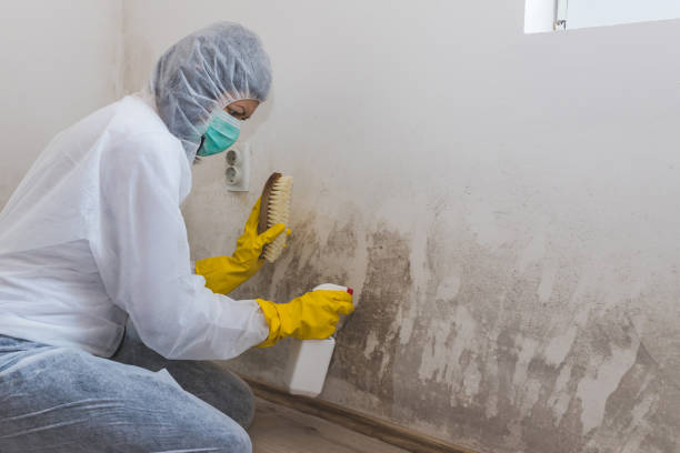 Home Mold Removal in Henderson, KY