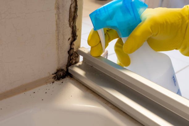Best Toxic Mold Removal  in Henderson, KY