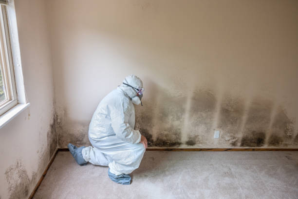 Best Residential Mold Removal  in Henderson, KY