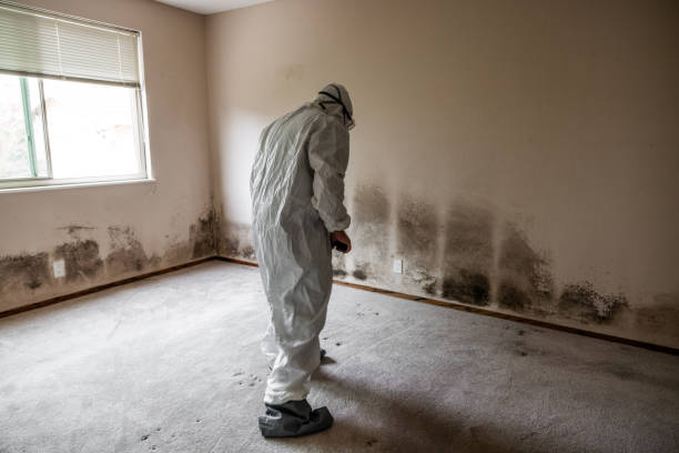 Best Professional Mold Removal  in Henderson, KY