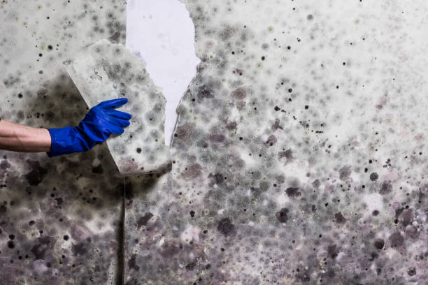 Best Mold Removal and Inspection  in Henderson, KY